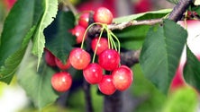 Imagem de Cereja em festa no Jardim da Serra (áudio)
