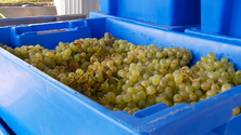 Ano pouco favorável à produção de vinho no Pico (Vídeo)