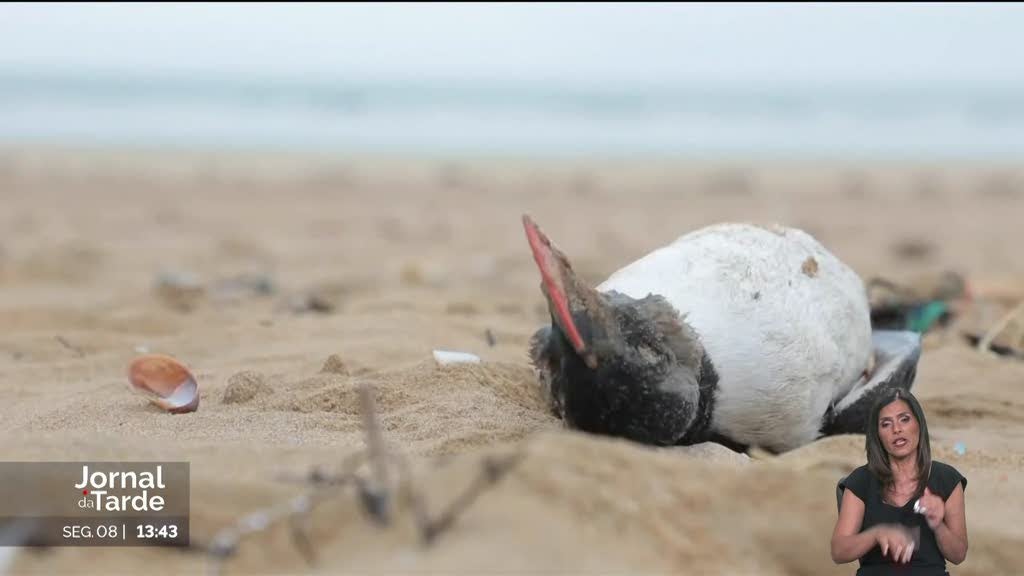 Anilhagem de aves. Processo serve para monitorizar as espécies