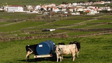 Reformas antecipadas aos agricultores com apenas 11 candidaturas aprovadas (Sons)