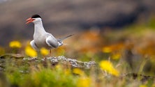 Açores vão monitorizar aves marinhas através do som (Vídeo)