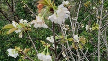 Imagem de Quase não há cerejas nos campos do Jardim da Serra (Áudio)