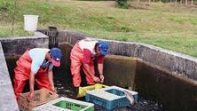 Reprodução artificial de trutas na ilha das Flores (Vídeo)