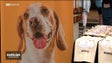Imagem de Mercado dos Lavradores acolheu uma feira solidária dedicada à causa animal (vídeo)