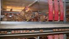 Imagem de Mais ovos,  frangos e o peixe descarregado (vídeo)