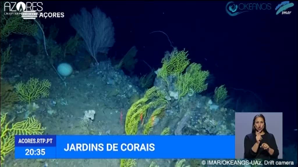 Instituto OKEANOS descobriu novos jardins de corais e esponjas (Vídeo)