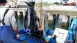Imagem de Pesca de atum patudo no Oceano Atlântico proibida a partir de 3.ª feira