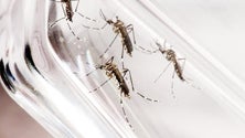Imagem de Passagem da Theta pela Madeira criou condições propícias à proliferação do mosquito Aedes Aegypti (Áudio)