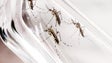 Passagem da Theta pela Madeira criou condições propícias à proliferação do mosquito Aedes Aegypti (Áudio)