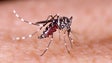 Imagem de Peru lança alerta epidemiológico por aumento de casos de dengue
