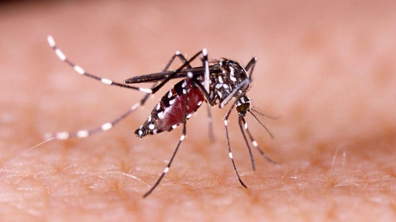 Imagem de Peru lança alerta epidemiológico por aumento de casos de dengue