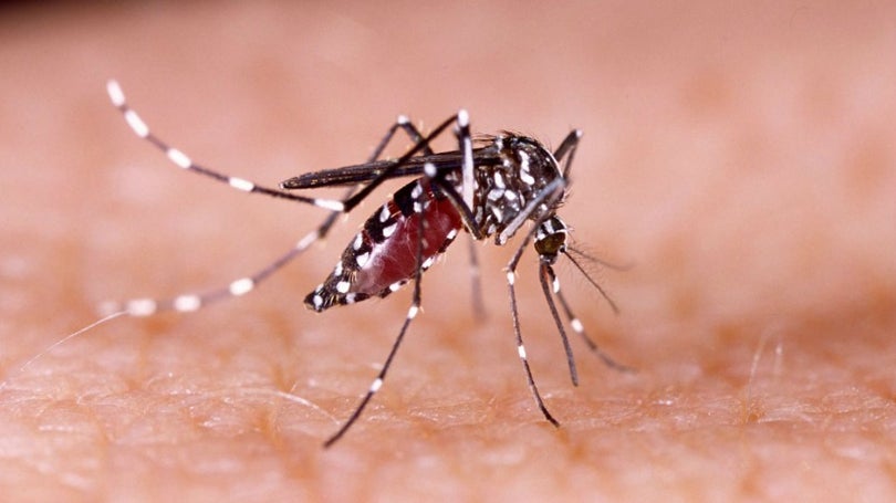 Peru lança alerta epidemiológico por aumento de casos de dengue