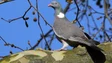 Imagem de Associações ambientais queixam-se à Comissão Europeia do abate do pombo-da-Madeira (áudio)