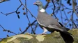 Associações ambientais queixam-se à Comissão Europeia do abate do pombo-da-Madeira (áudio)