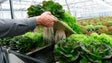 Imagem de Investigadores querem produzir alimentos a partir da água