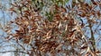 Imagem de Governo quer prevenir a propagação da Xylella fastidiosa