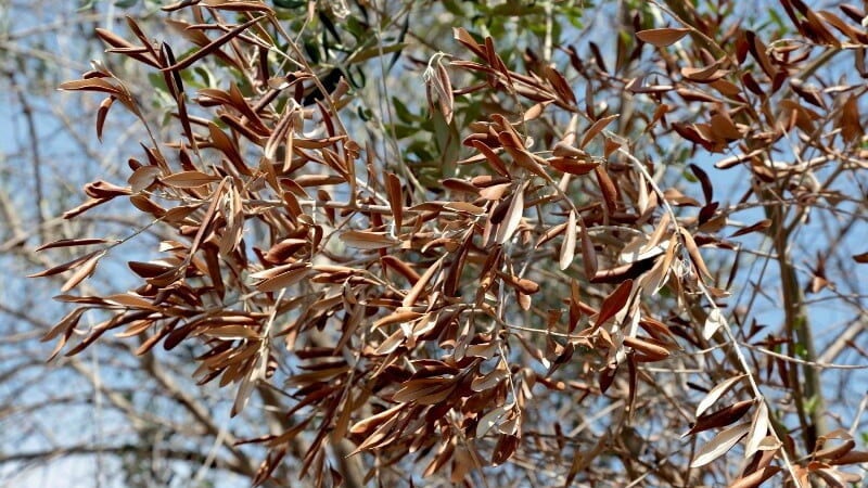 Governo quer prevenir a propagação da Xylella fastidiosa