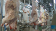 Imagem de Abate de gado e frango aumentou na Madeira (vídeo)