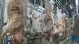 Abate de gado e frango aumentou na Madeira (vídeo)