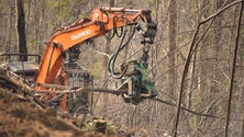 Governo limpa hectares de floresta ardida na Choupana