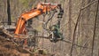 Governo limpa hectares de floresta ardida na Choupana