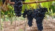 Porto da Cruz quer colocar no mercado a uva americana (áudio)