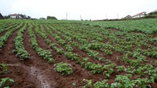 Menos explorações e agricultores