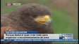 Madeira quer criar regras para cuidar aves de rapina encontradas acidentalmente