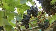 IVBAM promove formação de viticultores