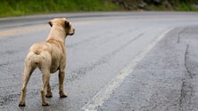 13 Animais removidos da Via Rápida no espaço de uma semana