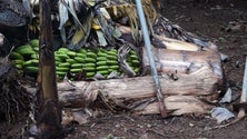 Imagem de CDS defende avaliação dos prejuízos do temporal na agricultura