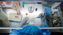 Imagem de Covid-19: Instituto Ricardo Jorge já detetou 600 mutações do novo Coronavírus