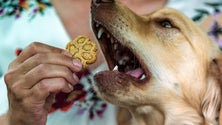 Imagem de Cadela Amélia inspira dona a criar um pequeno negócio de biscoitos para cão [Vídeo]
