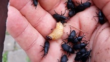 Imagem de Escaravelho ameaça diversidade nativa no Porto Santo