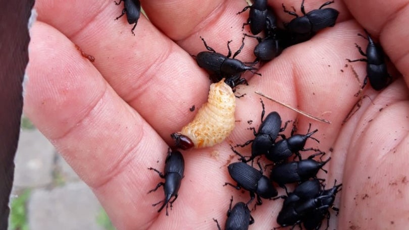 Escaravelho ameaça diversidade nativa no Porto Santo