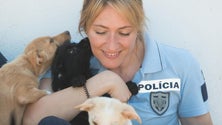 Imagem de Linha Defesa Animal da PSP recebeu mais de 11.800 denúncias em cinco anos