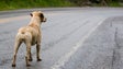 Imagem de MPT defende intervenção rápida e racional com animais errantes
