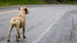 MPT defende intervenção rápida e racional com animais errantes