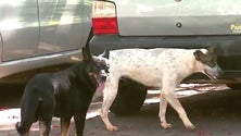 Imagem de Há cerca de 250 animais errantes no Funchal