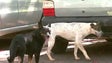 Imagem de Há cerca de 250 animais errantes no Funchal