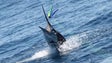 Imagem de Pesca de espadarte no Oceano Atlântico encerrada a partir de sexta-feira