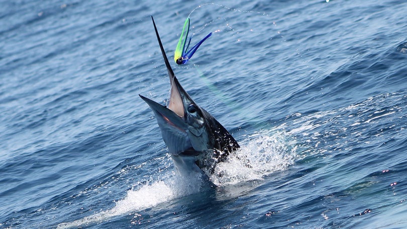 Imagem de Pesca de espadarte no Oceano Atlântico encerrada a partir de sexta-feira