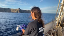 Imagem de Foram identificadas 357 espécies nas ilhas Selvagens (vídeo)