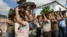 Imagem de Festa do Vinho da Madeira arranca no final do mês