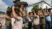 Festa do Vinho da Madeira arranca no final do mês