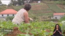 Imagem de Tempo quente está a afetar a agricultura (vídeo)