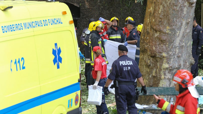 Instrução do processo da árvore do Monte arranca em outubro