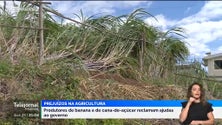 Imagem de «Bernard» fez estragos nas plantações de banana e de cana-de-açúcar (vídeo)