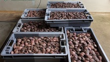 Imagem de GNR apreende 231 kg de lapas por fuga à lota