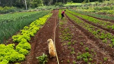 Imagem de Madeira tem 236 hectares de produção biológica (vídeo)